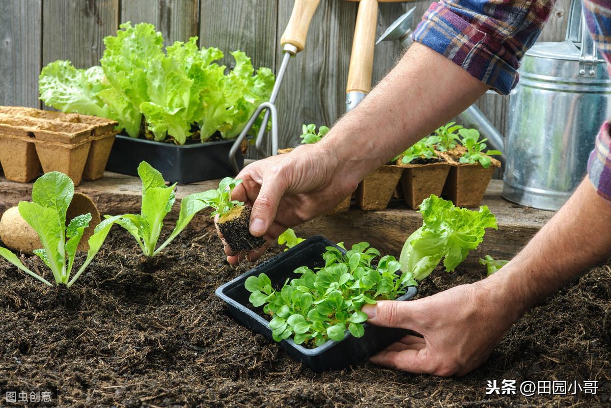 种植生菜赚钱吗_致富经种生菜_生菜种植技术视频