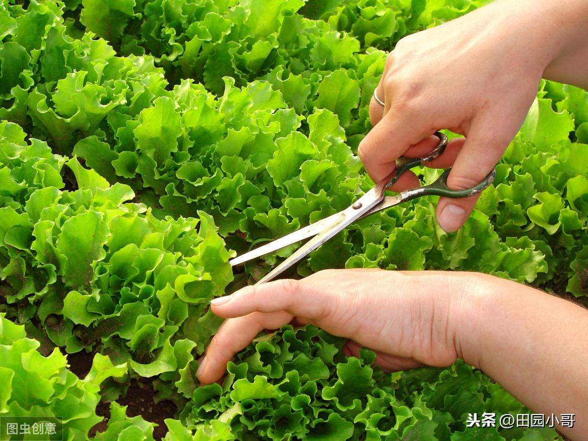 种植生菜赚钱吗_致富经种生菜_生菜种植技术视频