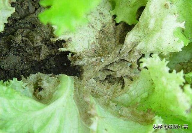 致富经种生菜_种植生菜赚钱吗_生菜种植技术视频
