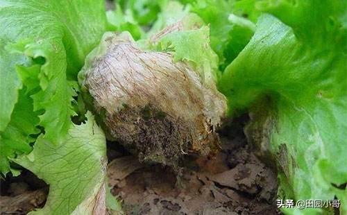致富经种生菜_种植生菜赚钱吗_生菜种植技术视频