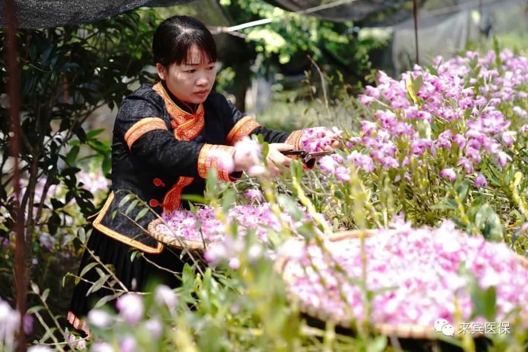 农村种植什么能致富_种植独脚金致富_脚金草种植