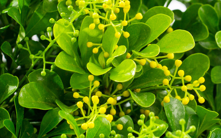 米兰花的养殖技术_米兰花卉养殖_米兰养殖花技术视频教程