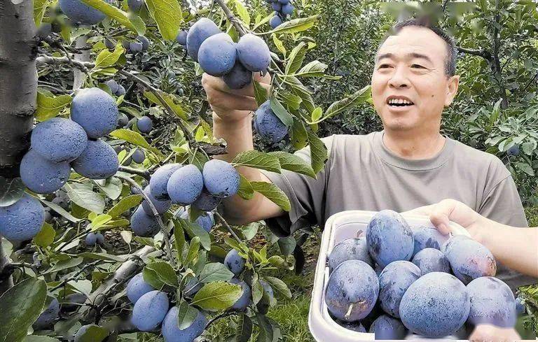 农村种啥水果能赚个几十万？返乡创业搞这9个爆火果树种植，你也能！