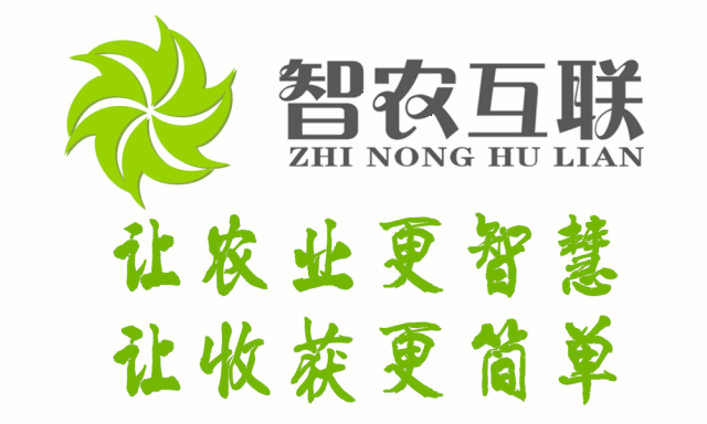 致富种植凉薯怎么样_致富种植凉薯视频_凉薯种植致富