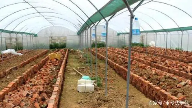 野生蝎子能人工养殖吗_野生蝎子能养殖吗_野生蝎子人工可以养殖技术