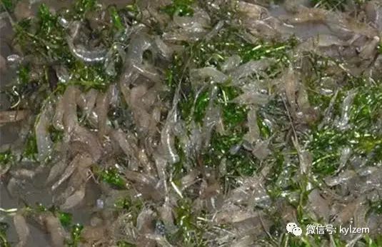 青虾养殖技术要点视频_青虾是人工养殖的吗_人工青虾怎么养殖技术