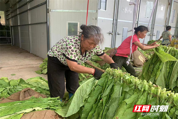致富种植烤烟项目有哪些_种植烤烟挣钱吗_烤烟种植致富项目