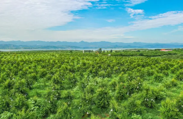 杏李种植技术_杏李种植增收致富_杏李树形及栽培技术