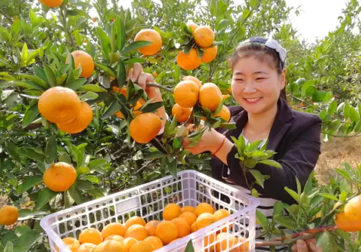 杏李树形及栽培技术_杏李种植增收致富_杏李种植技术