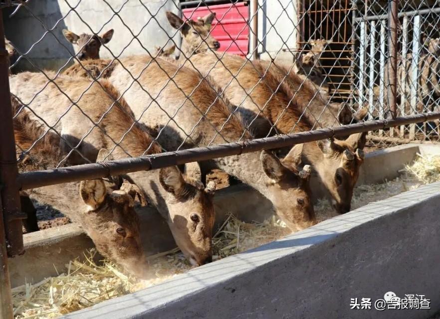 鹿茸生意_致富经 鹿茸_鹿茸收益