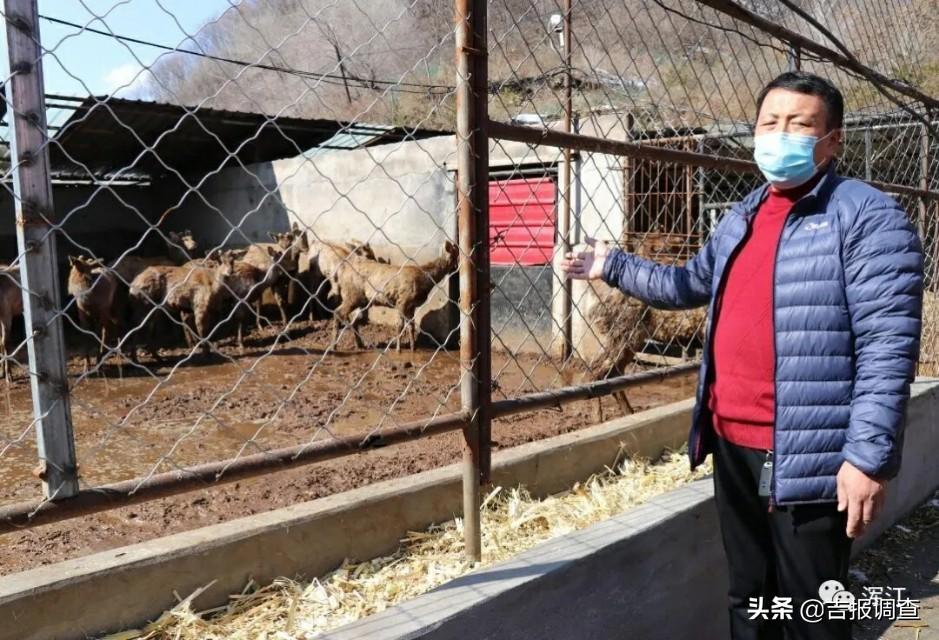 鹿茸生意_致富经 鹿茸_鹿茸收益