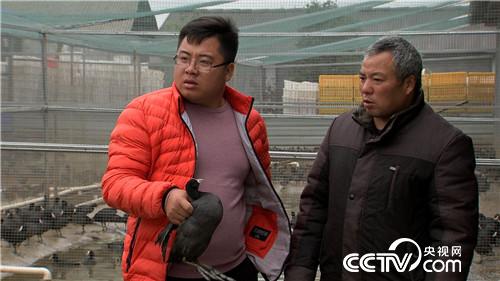 [致富经]胆子大眼光毒 小伙一只“鸡”最高能卖240元 20190110