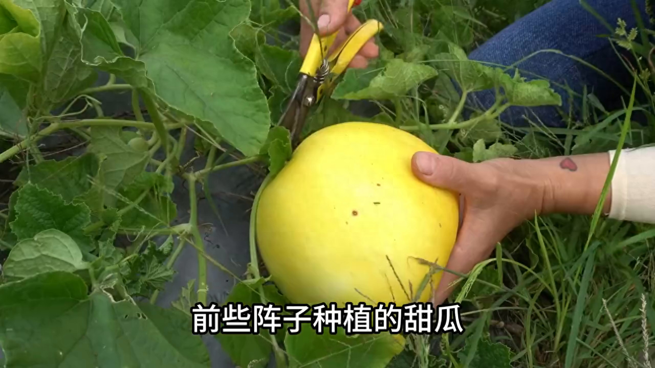 荒野建造：收获甜瓜  砍芭蕉树干#田园生活
