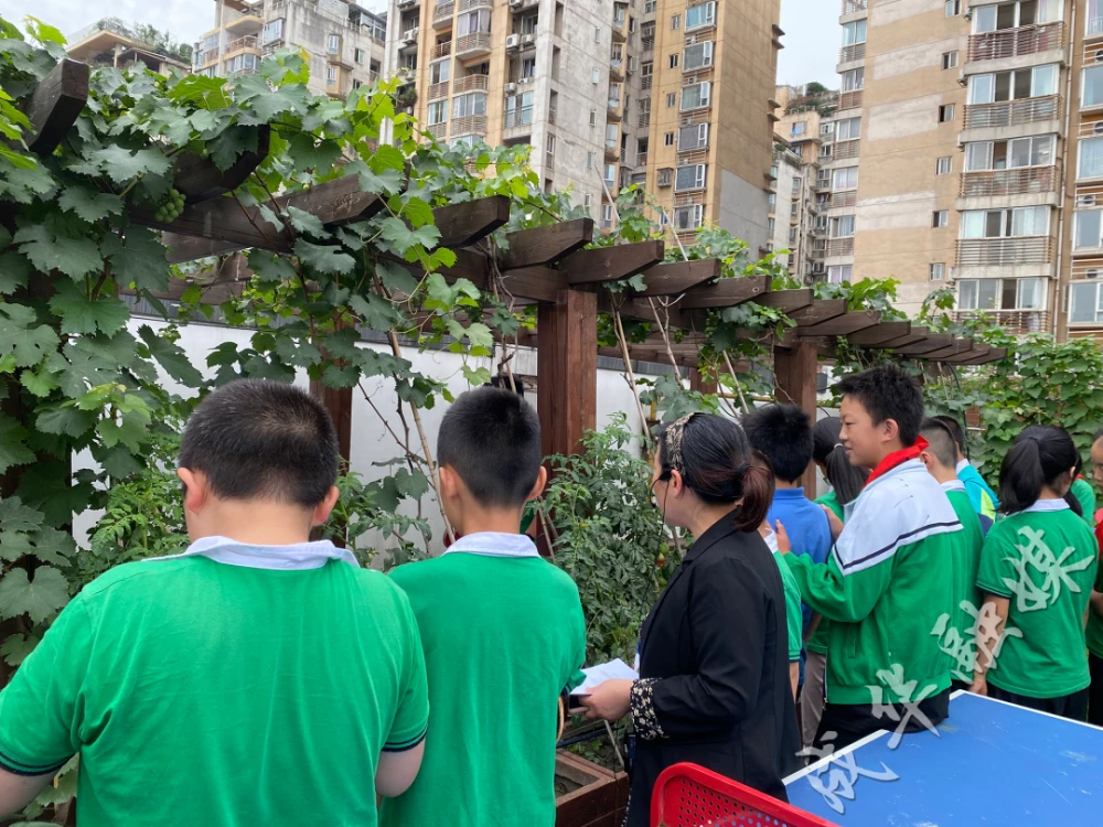 大棚蔬菜种植技术与管理视频_大棚蔬菜种植全过程视频_大棚种植蔬菜教学技术视频