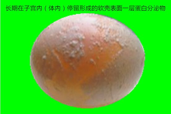 蛋壳粉喂鸡_粉壳蛋鸡种蛋_粉壳蛋鸡养殖技术