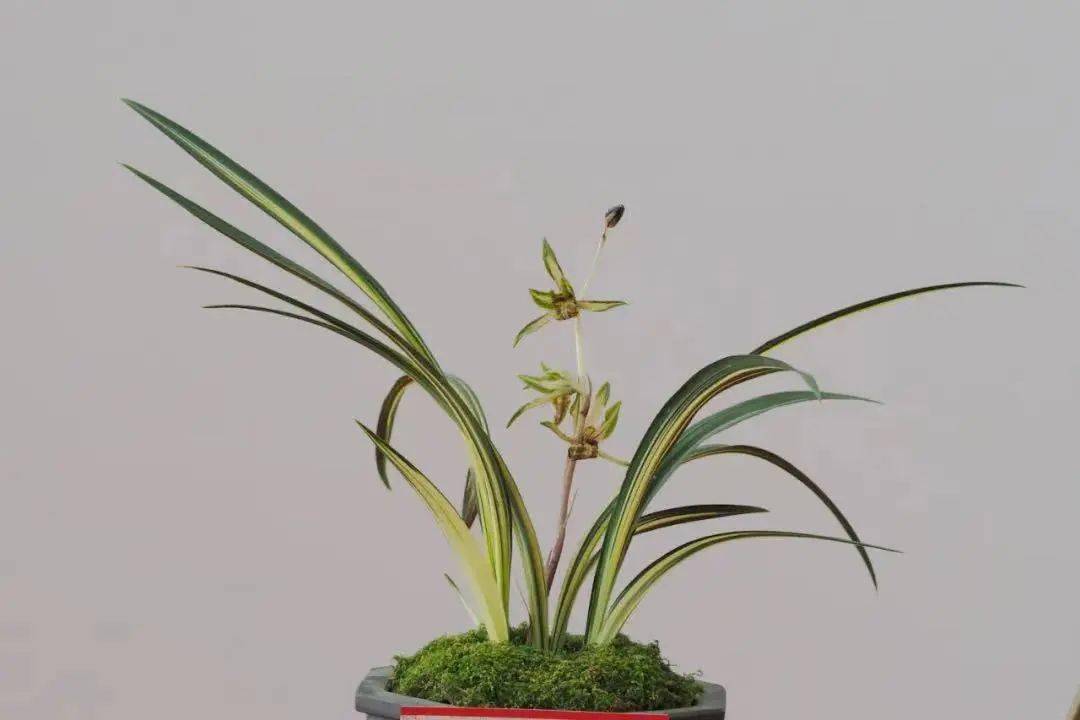 花卉大棚种植技术_花卉大棚种植技术规程_花卉大棚设施