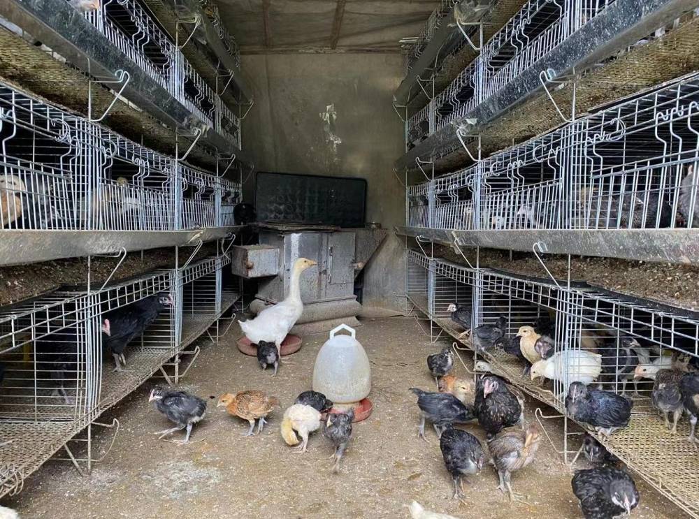 养鸡致富经_农村创业项目致富养鸡_致富鸡养殖创意