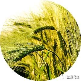 南通种植什么农作物_南通种植什么致富_南通致富种植园地址