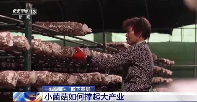 致富经食用菌种植_食用菌种植赚钱吗_致富经食用菌