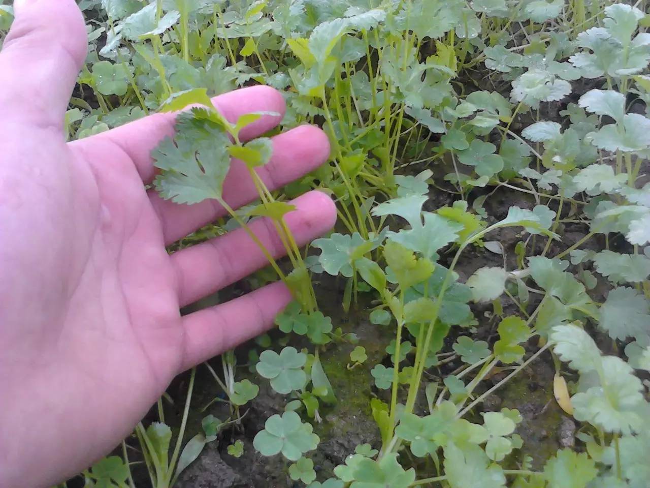 【科技致富 精准扶贫】夏季种植香菜技术方法