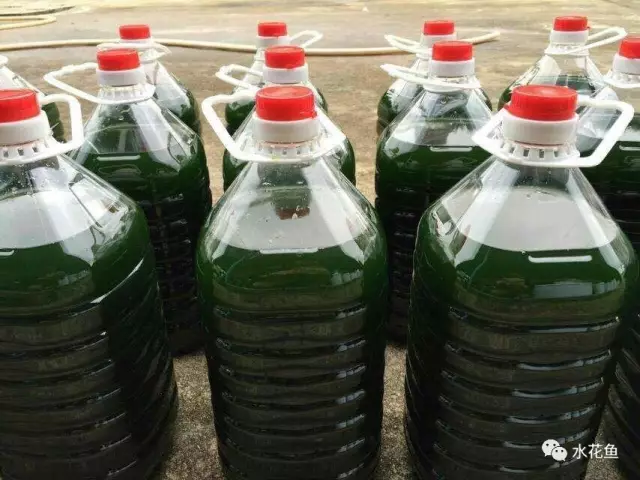 水库养花鲢技术视频大全_水库养殖花白鲢_水库花鲢养殖技术