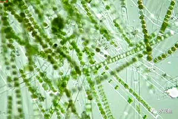 水库花鲢养殖技术_水库养花鲢技术视频大全_水库养殖花白鲢