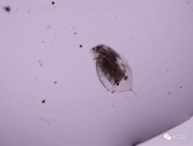水库花鲢养殖技术_水库养殖花白鲢_水库养花鲢技术视频大全