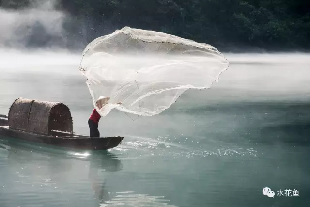 水库花鲢养殖技术_水库养花鲢技术视频大全_水库养殖花白鲢