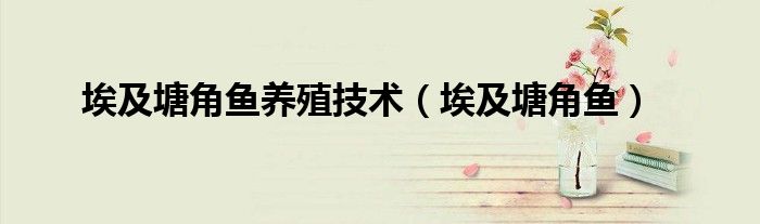 埃及塘角鱼养殖技术（埃及塘角鱼）