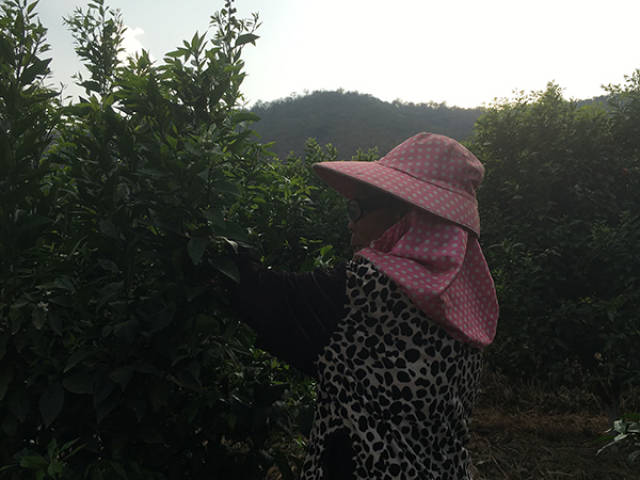 乡村致富经_致富乡村振兴路_致富乡村电视剧