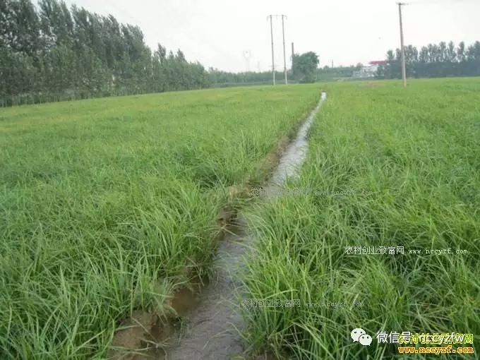 湖北养殖企业名录_湖北渔业养殖基地_湖北渔业养殖致富