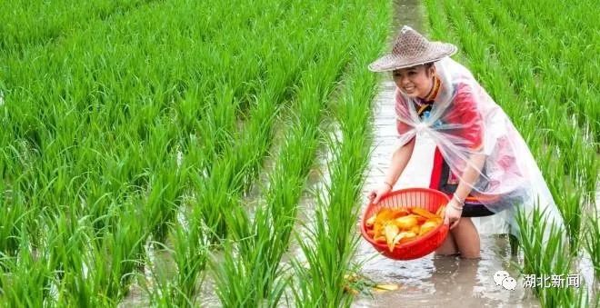 湖北养殖鱼基地_湖北渔业养殖基地_湖北渔业养殖致富