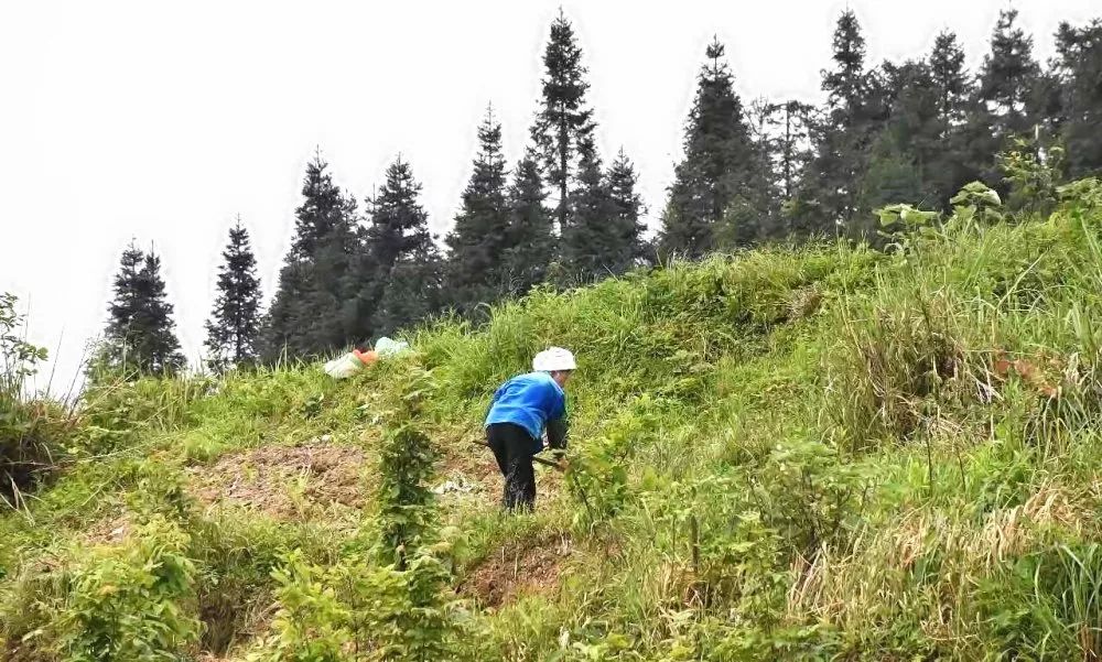 凯里摆底村：种下“致富树” 铺就“致富路”