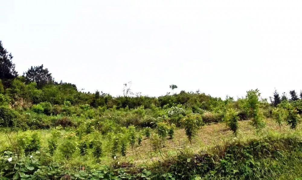 一个人如何种植致富树_致富经种树的创业项目_致富种植树个人总结