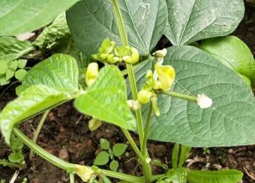 雪莲果种植时间和技术方法（怎么繁殖和栽培管理亩产高）