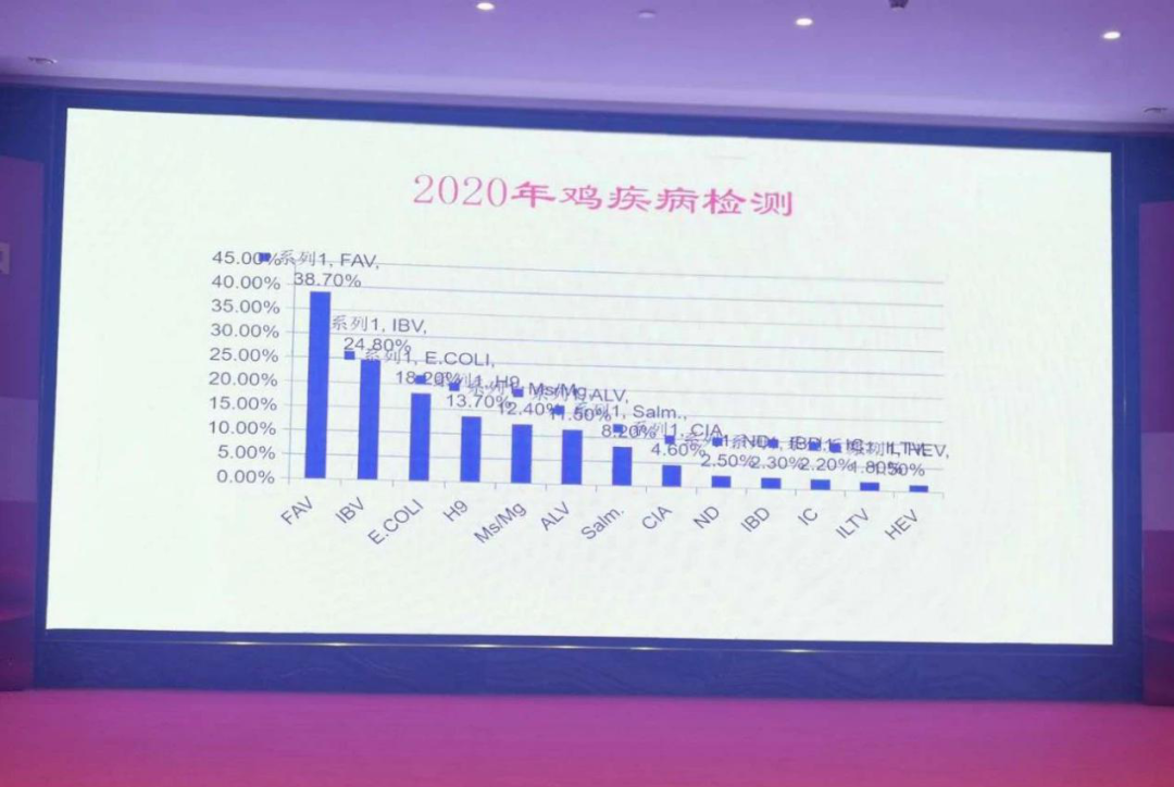种番鸭饲养管理技术_种番鸭冬季养殖技术_冬天养番鸭用什么保温