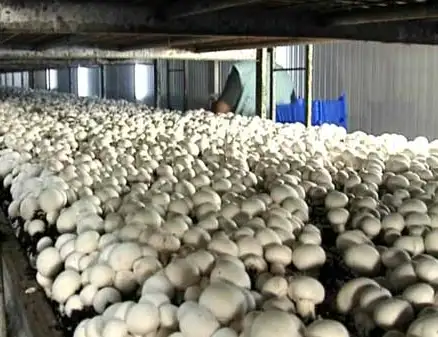 磨菇种植新技术_磨菇栽培种植技术_磨菇种植技术新闻报道