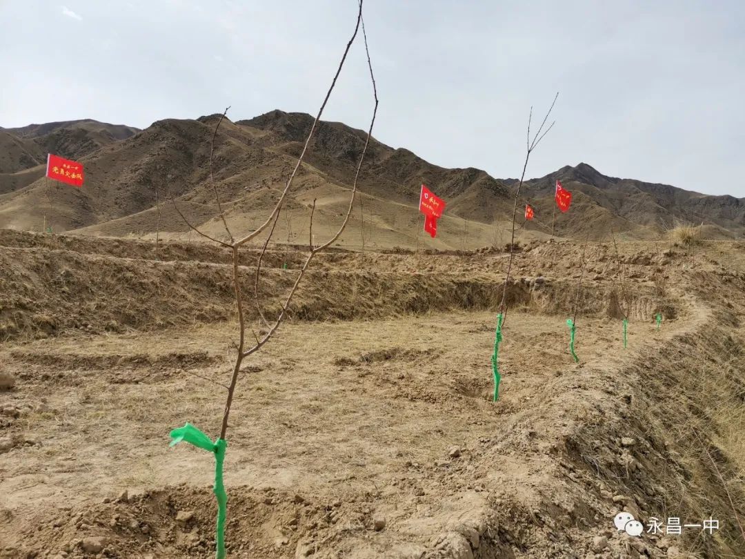 种树致富全部视频_一个人如何种植致富树_致富种植树个人总结