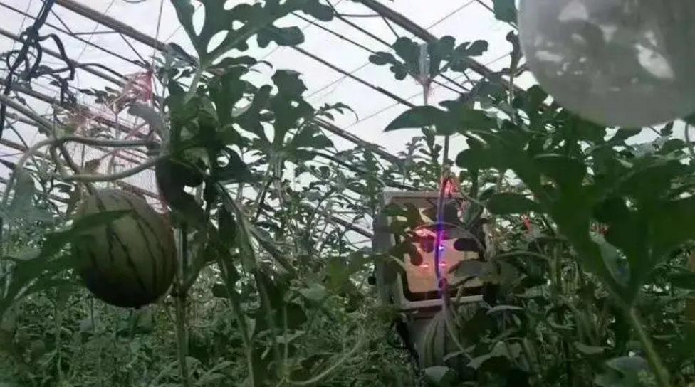 大棚西瓜吊瓜种植技术_大棚西瓜吊种种植技术_大棚吊西瓜种植视频