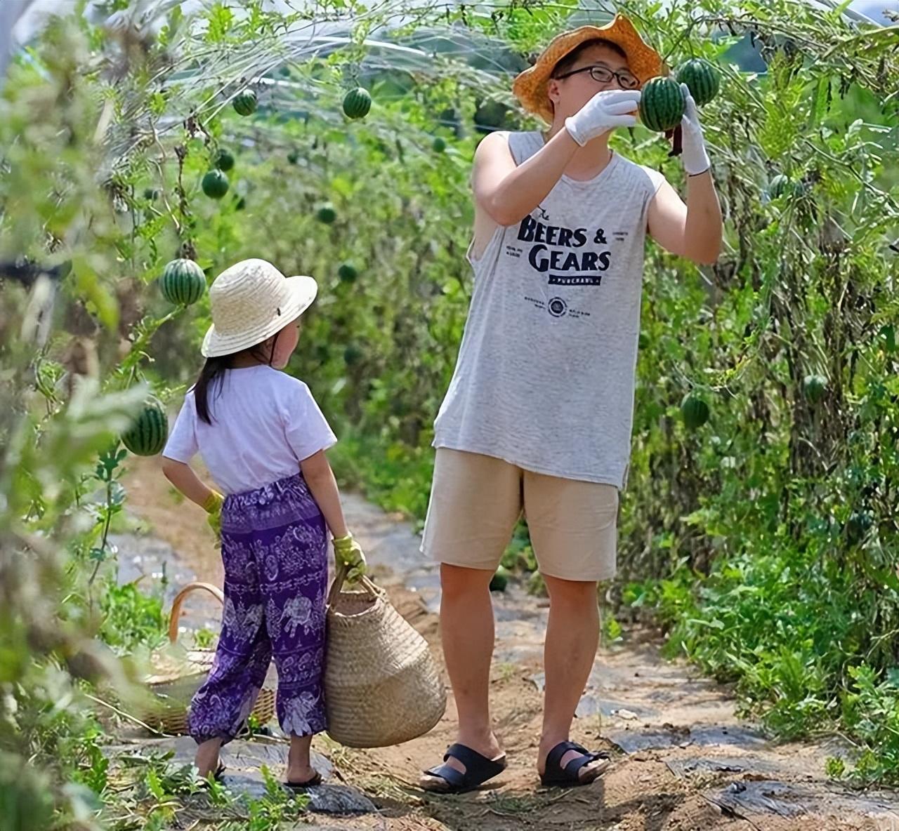 大棚西瓜吊种种植技术_大棚吊西瓜种植视频_大棚西瓜吊瓜种植技术
