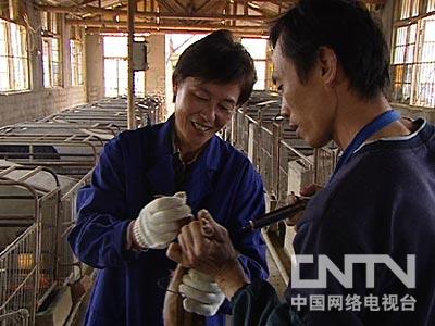 致富经野猪养殖_2018致富经养野猪_致富经20161227养野猪