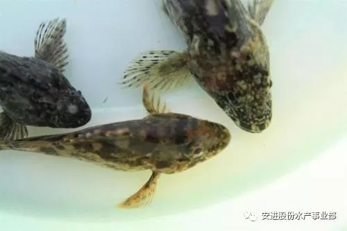 养殖石斑鱼苗养殖技术_石斑鱼养殖技术教程_养殖石斑鱼视频