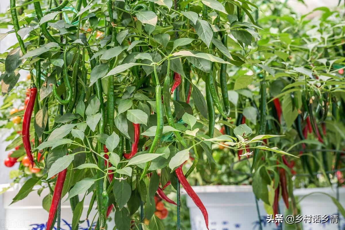 冬季辣椒种植技术_种植辣椒技术_辣椒种植技术与管理方法