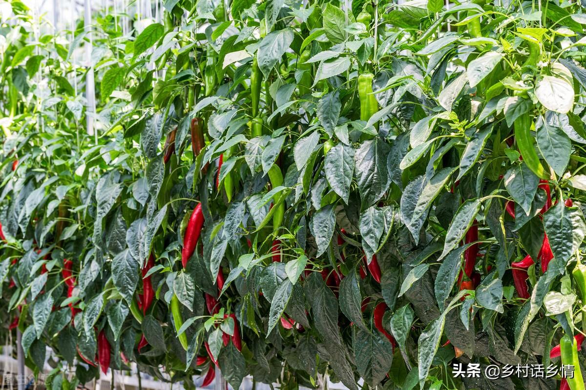 冬季辣椒种植技术_辣椒种植技术与管理方法_种植辣椒技术