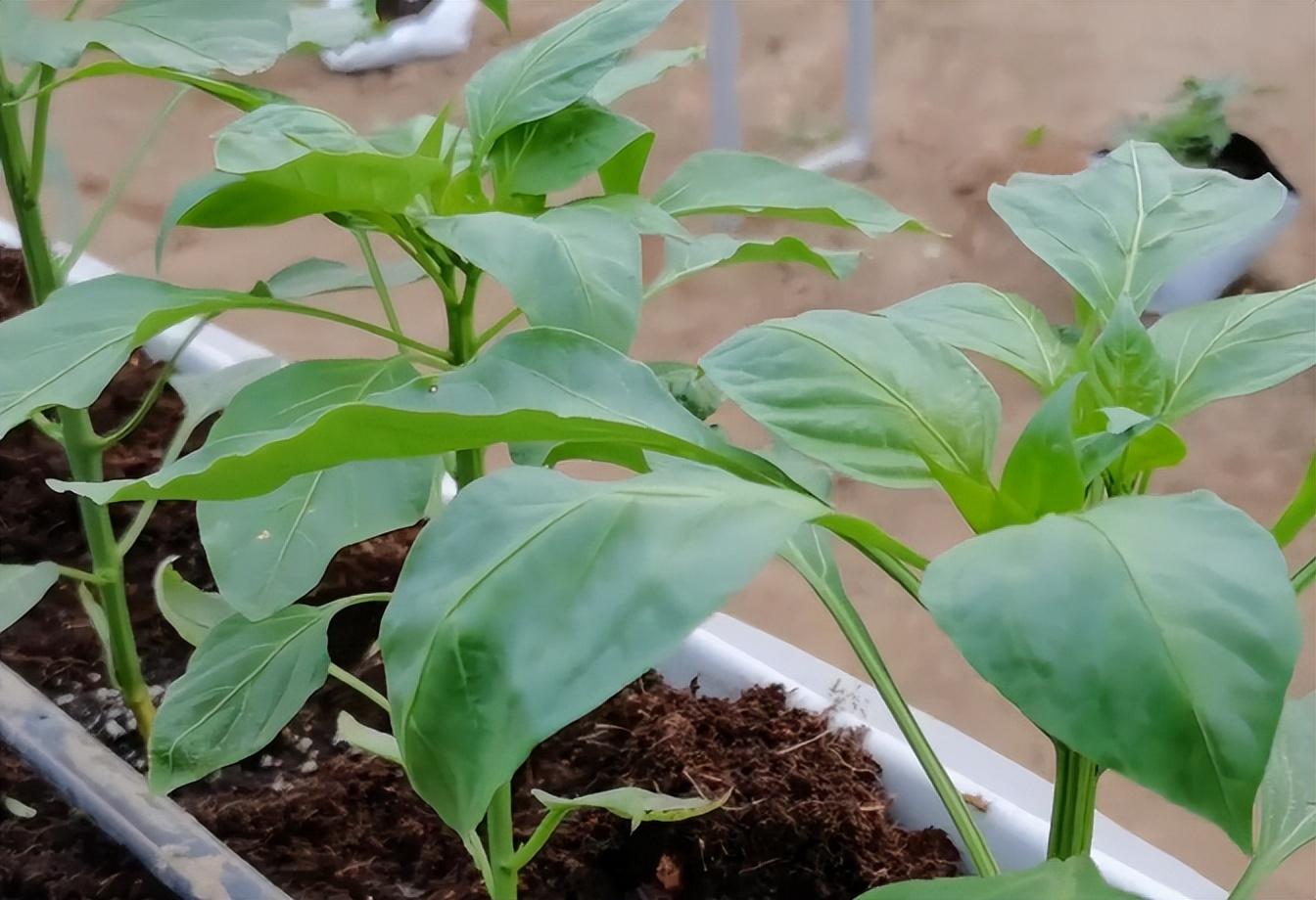 辣椒种植技术要点_种植辣椒技术_辣椒种植技术与管理
