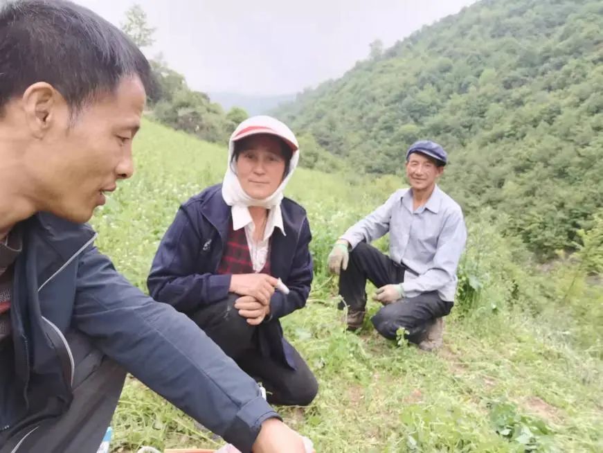 致富养殖马蜂图片_致富经马蜂养殖_致富养殖马蜂怎么样