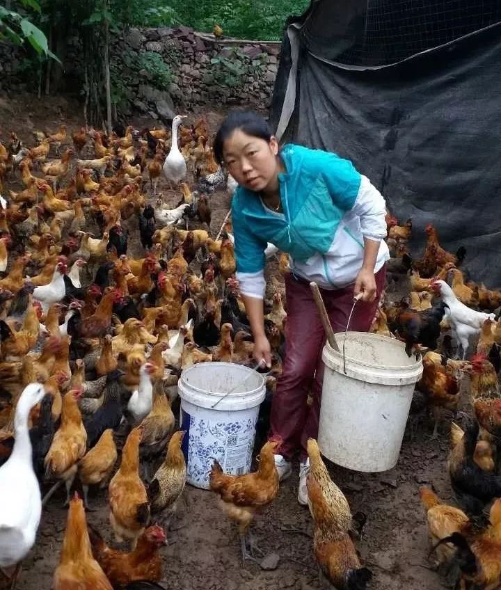 2015猪苓种植新技术_怎样种植猪苓能高产_猪苓种植的技术要点