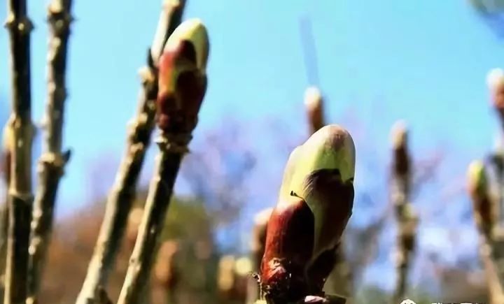 猪苓种植的技术要点_怎样种植猪苓能高产_2015猪苓种植新技术