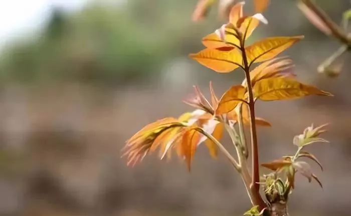 怎样种植猪苓能高产_猪苓种植的技术要点_2015猪苓种植新技术