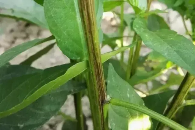 樟树港辣椒种植技术_种植辣椒技术_辣椒种植技术要点